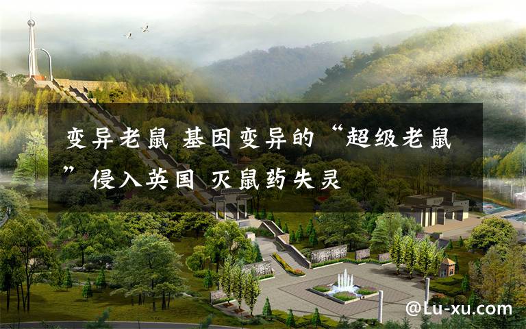 变异老鼠 基因变异的“超级老鼠”侵入英国 灭鼠药失灵