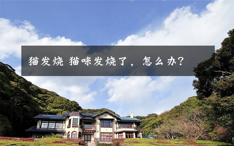 猫发烧 猫咪发烧了,怎么办?