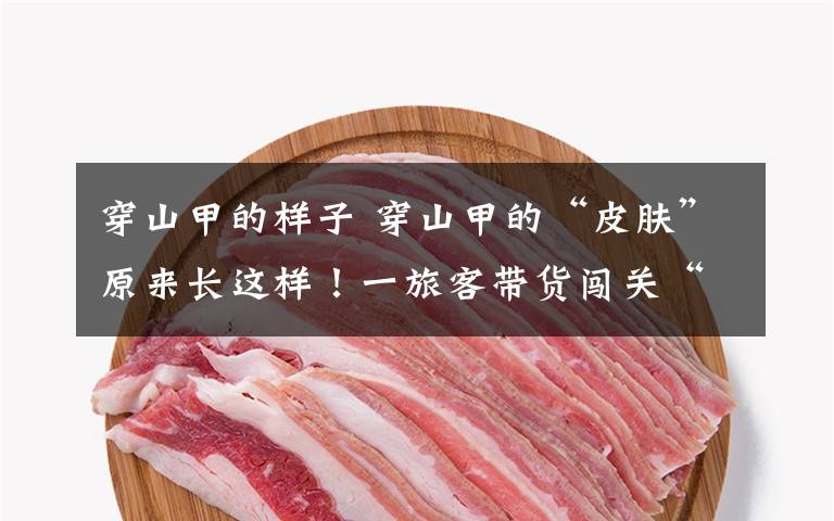 穿山甲的样子 穿山甲的“皮肤”原来长这样!一旅客带货闯关“惹祸上身”