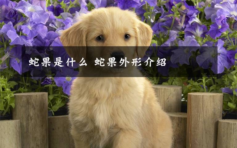 蛇果是什么 蛇果外形介绍