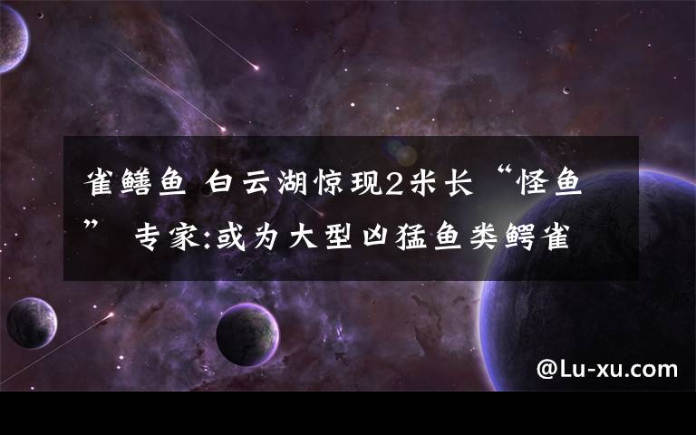 雀鳝鱼 白云湖惊现2米长“怪鱼” 专家:或为大型凶猛鱼类鳄雀鳝