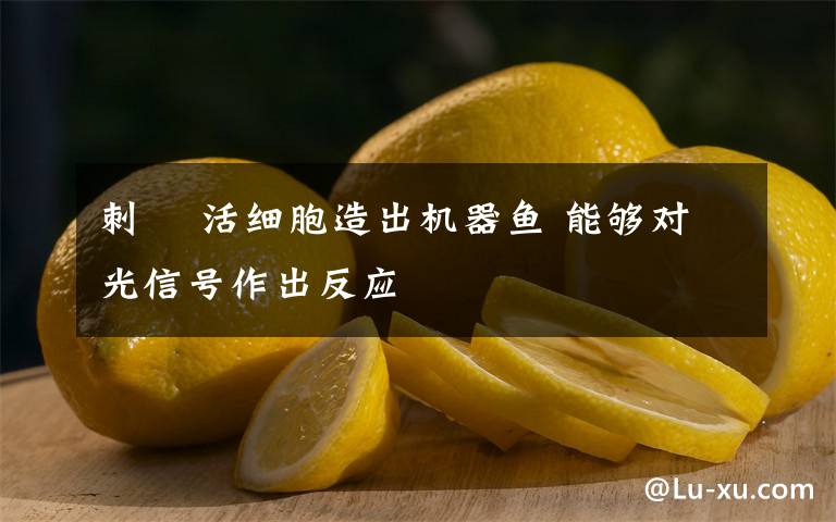 刺魟 活细胞造出机器鱼 能够对光信号作出反应