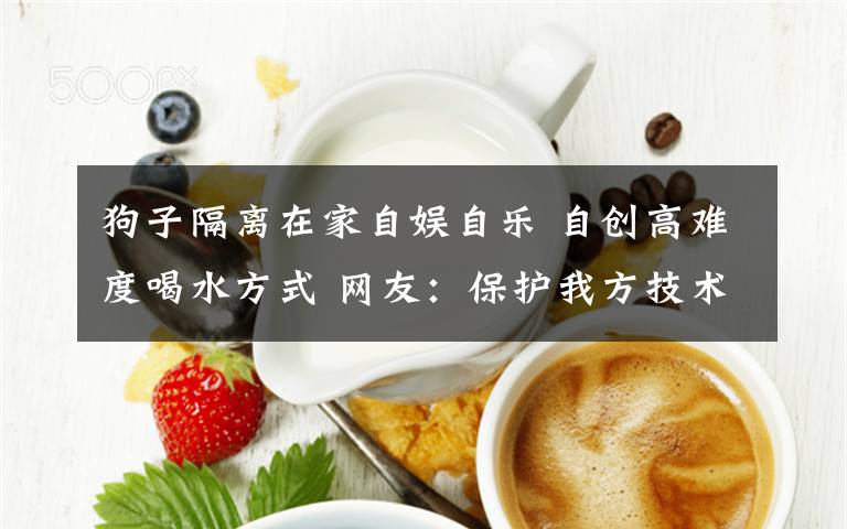 狗子隔离在家自娱自乐 自创高难度喝水方式 网友:保护我方技术流