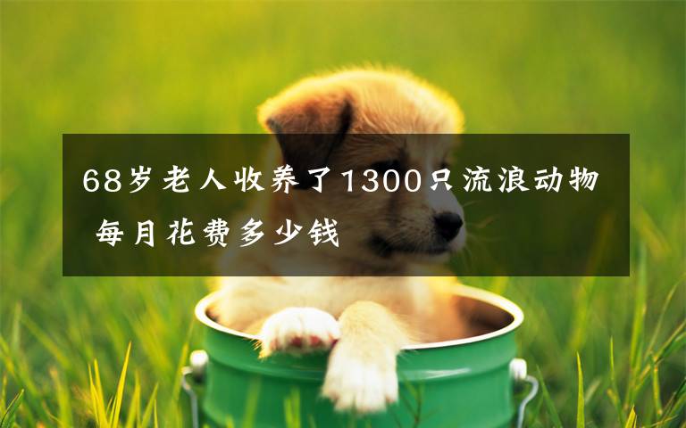 68岁老人收养了1300只流浪动物 每月花费多少钱