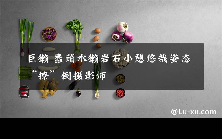 巨獭 蠢萌水獭岩石小憩悠哉姿态“撩”倒摄影师