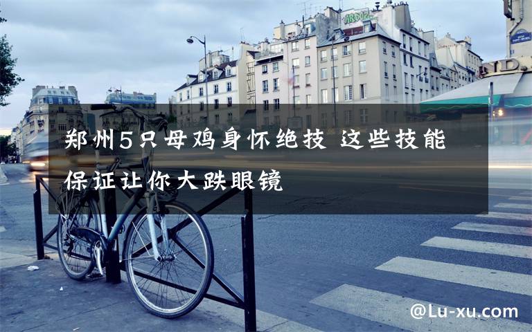 郑州5只母鸡身怀绝技 这些技能保证让你大跌眼镜