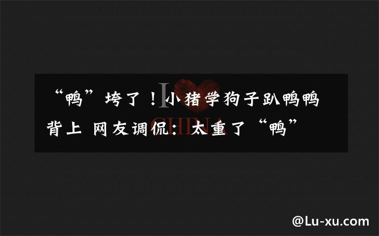 “鸭”垮了!小猪学狗子趴鸭鸭背上 网友调侃:太重了“鸭”