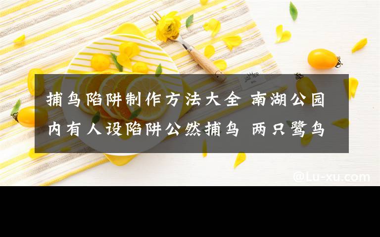 捕鸟陷阱制作方法大全 南湖公园内有人设陷阱公然捕鸟 两只鹭鸟一死一伤