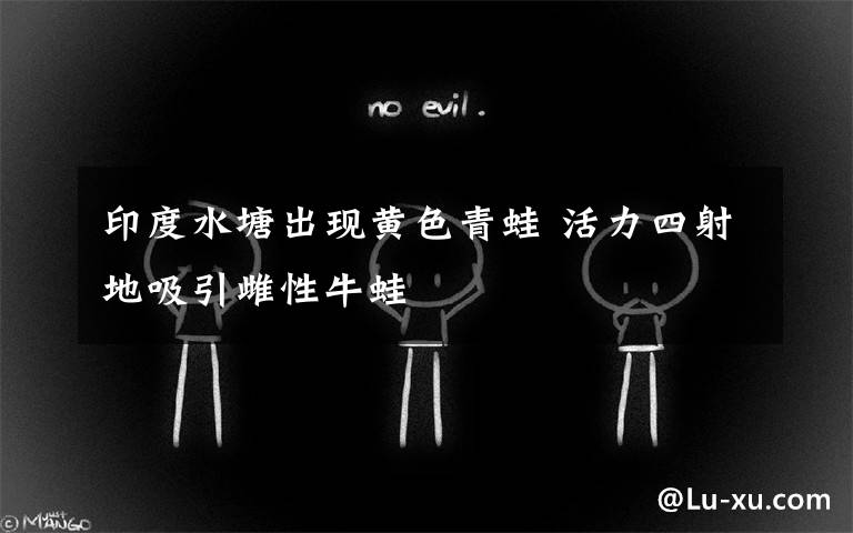 印度水塘出现黄色青蛙 活力四射地吸引雌性牛蛙