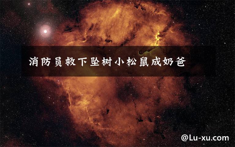 消防员救下坠树小松鼠成奶爸