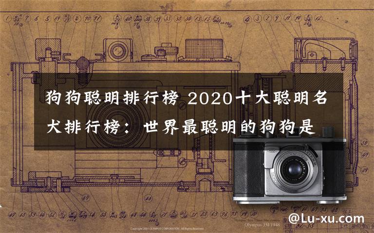 狗狗聪明排行榜 2020十大聪明名犬排行榜:世界最聪明的狗狗是什么品种?