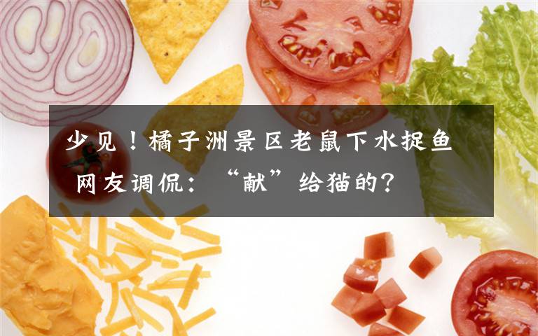 少见!橘子洲景区老鼠下水捉鱼 网友调侃:“献”给猫的?