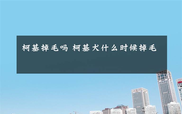 柯基掉毛吗 柯基犬什么时候掉毛