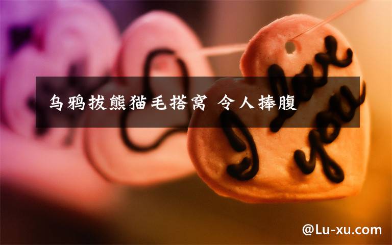 乌鸦拔熊猫毛搭窝 令人捧腹
