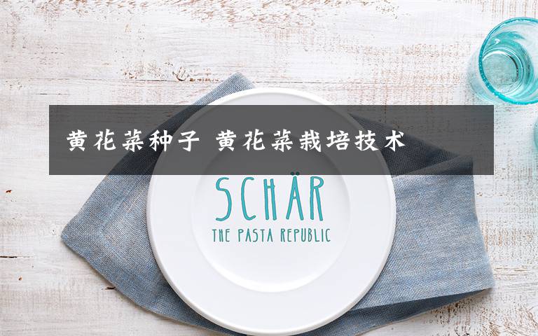 黄花菜种子 黄花菜栽培技术