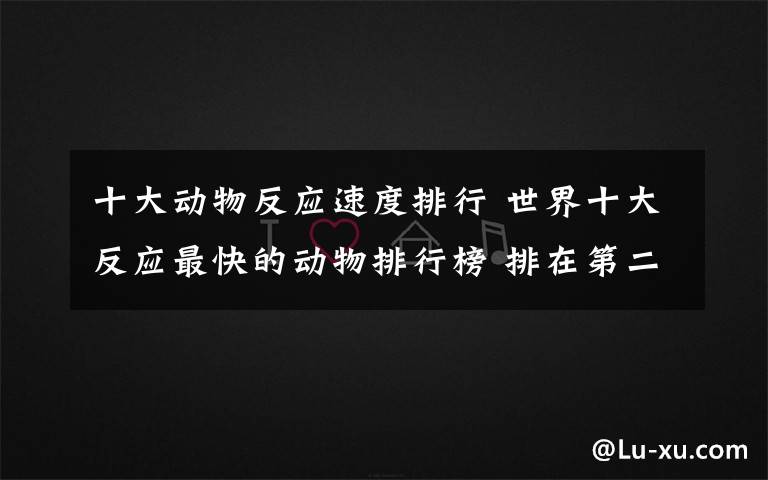 十大动物反应速度排行 世界十大反应最快的动物排行榜 排在第二的是