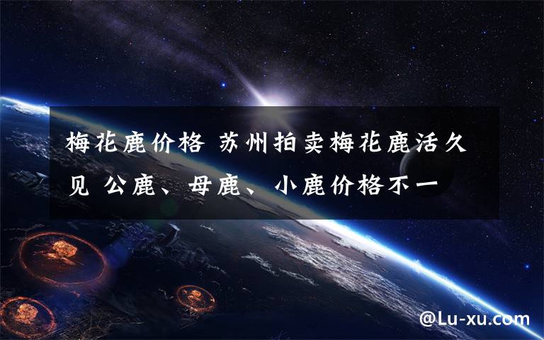 梅花鹿价格 苏州拍卖梅花鹿活久见 公鹿、母鹿、小鹿价格不一