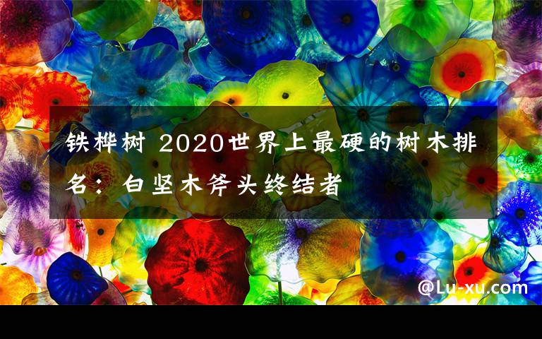 铁桦树 2020世界上最硬的树木排名:白坚木斧头终结者