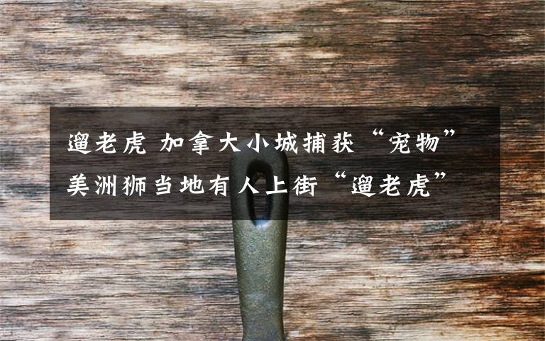 遛老虎 加拿大小城捕获“宠物”美洲狮当地有人上街“遛老虎”