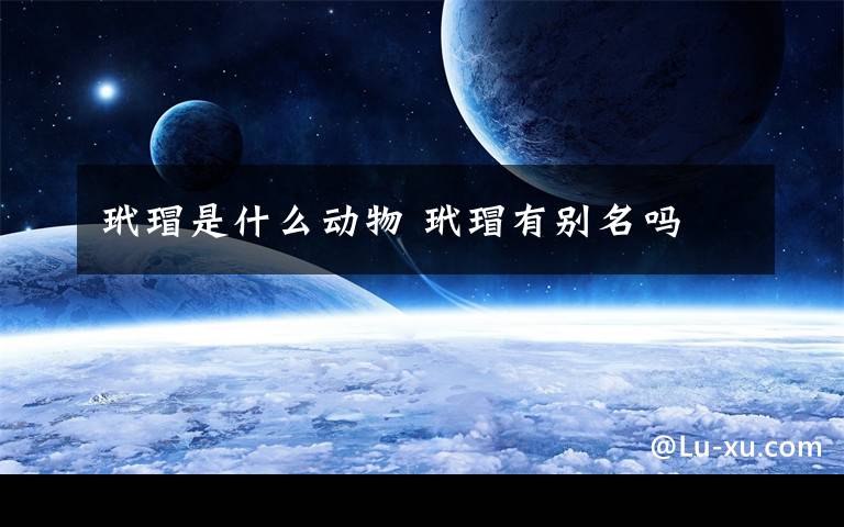 玳瑁是什么动物 玳瑁有别名吗