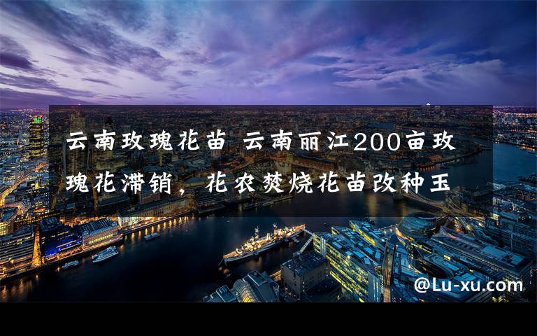 云南玫瑰花苗 云南丽江200亩玫瑰花滞销，花农焚烧花苗改种玉米
