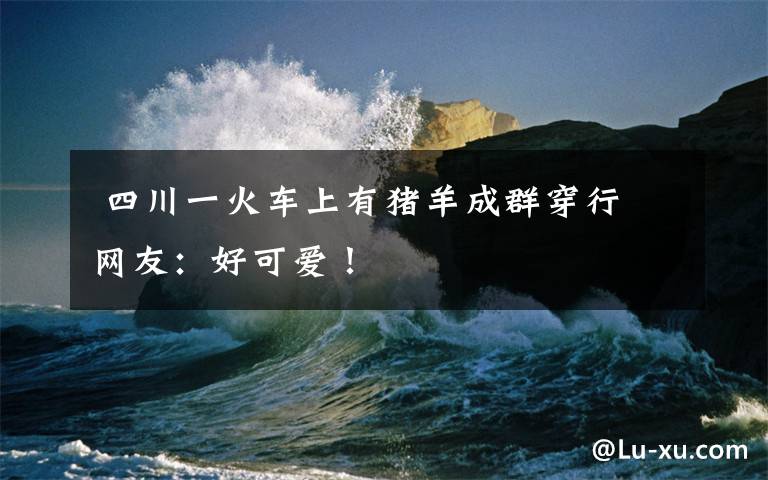 四川一火车上有猪羊成群穿行 网友:好可爱!