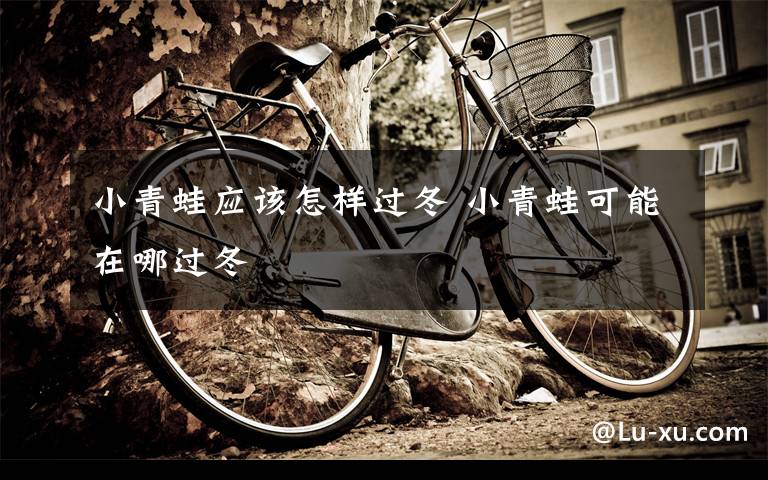 小青蛙应该怎样过冬 小青蛙可能在哪过冬