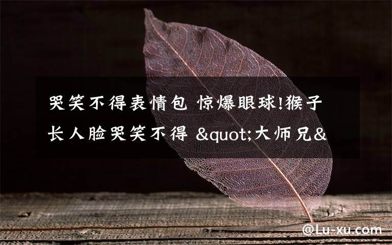 哭笑不得表情包 惊爆眼球!猴子长人脸哭笑不得 "大师兄"自带表情包面对突然爆红懵圈了