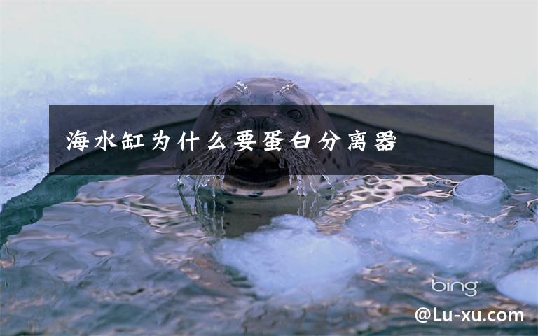 海水缸为什么要蛋白分离器
