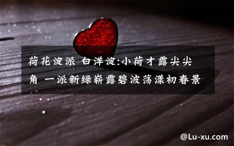 荷花淀派 白洋淀:小荷才露尖尖角 一派新绿崭露碧波荡漾初春景象