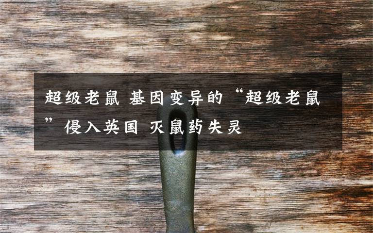 超级老鼠 基因变异的“超级老鼠”侵入英国 灭鼠药失灵