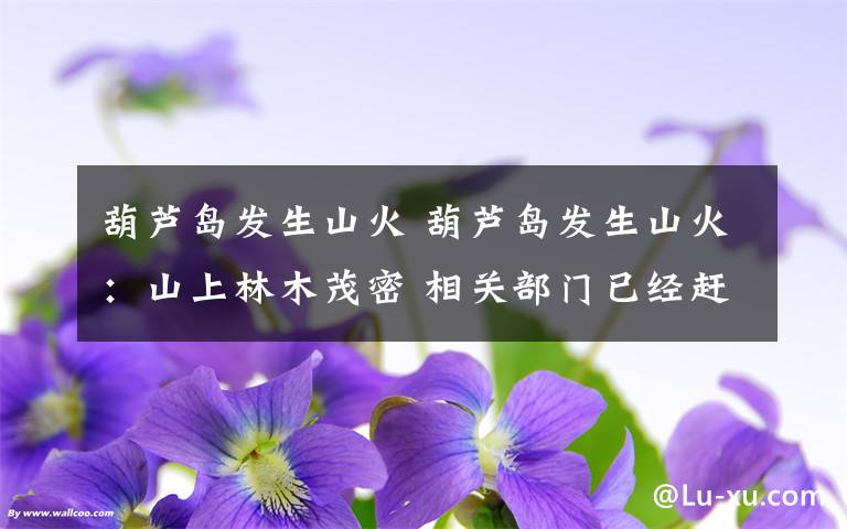 葫芦岛发生山火 葫芦岛发生山火:山上林木茂密 相关部门已经赶往现场进行救援