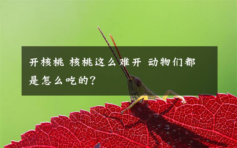 开核桃 核桃这么难开 动物们都是怎么吃的?