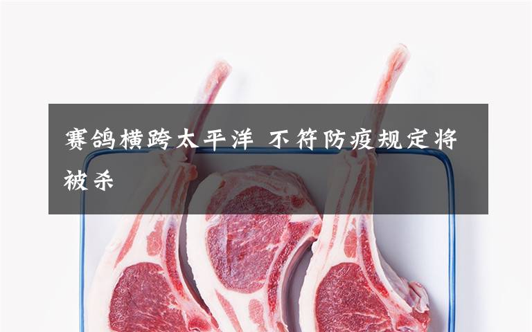 赛鸽横跨太平洋 不符防疫规定将被杀