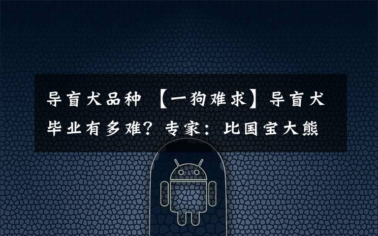 导盲犬品种 【一狗难求】导盲犬毕业有多难?专家:比国宝大熊猫还要稀少!