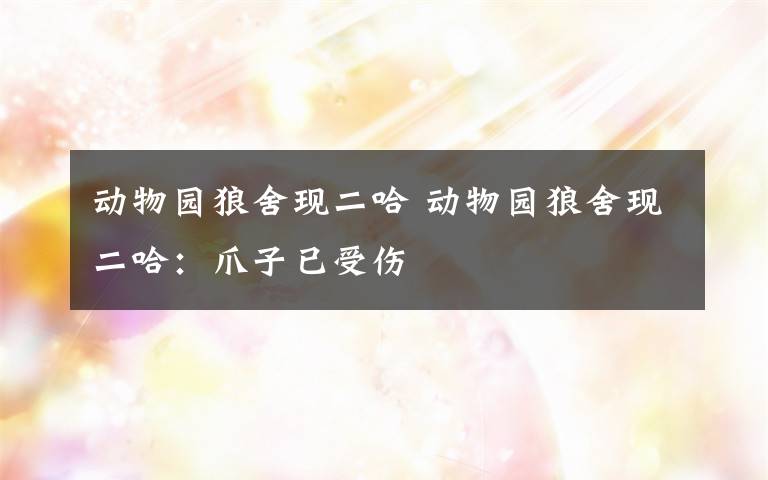 动物园狼舍现二哈 动物园狼舍现二哈:爪子已受伤