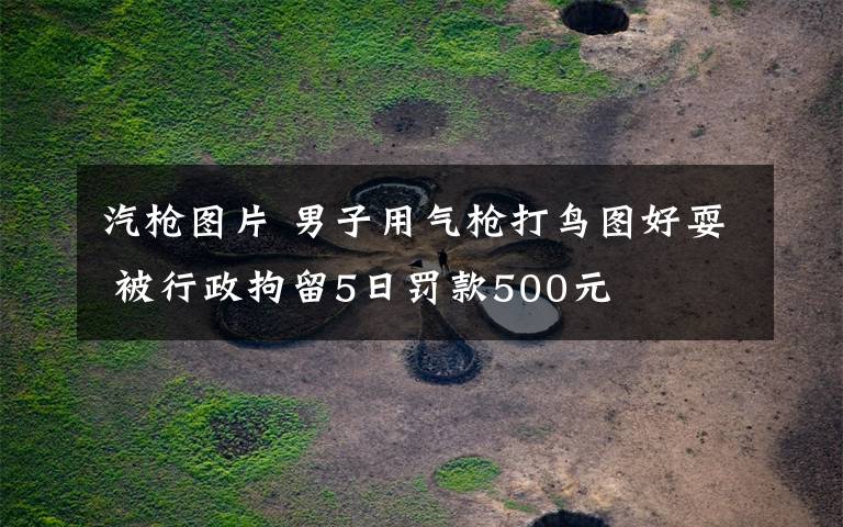汽枪图片 男子用气枪打鸟图好耍 被行政拘留5日罚款500元
