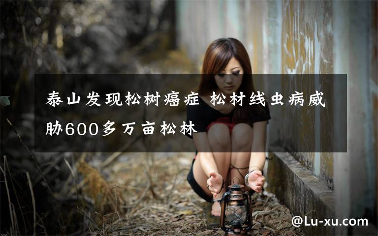泰山发现松树癌症 松材线虫病威胁600多万亩松林