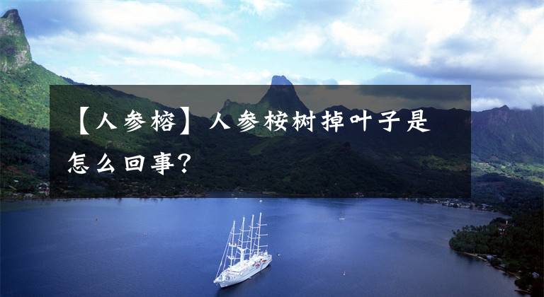 【人参榕】人参桉树掉叶子是怎么回事?