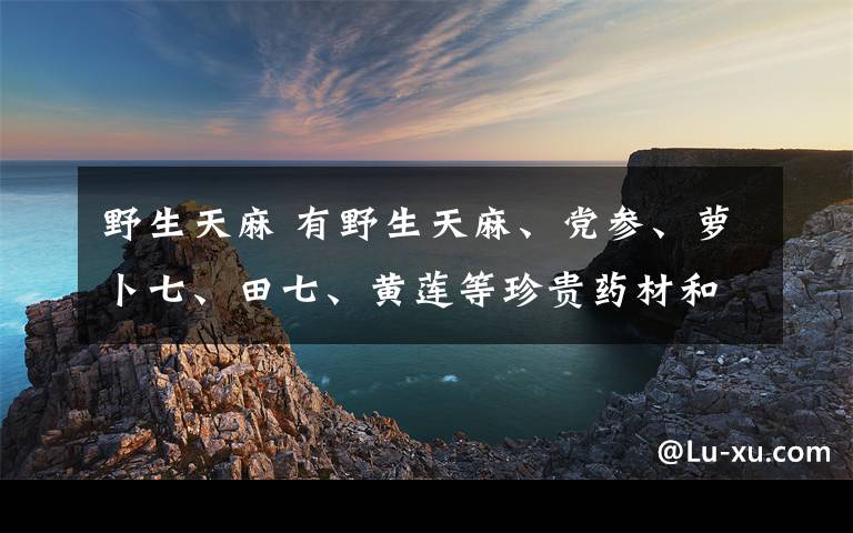 野生天麻 有野生天麻、党参、萝卜七、田七、黄莲等珍贵药材和可食用的野菜、野果