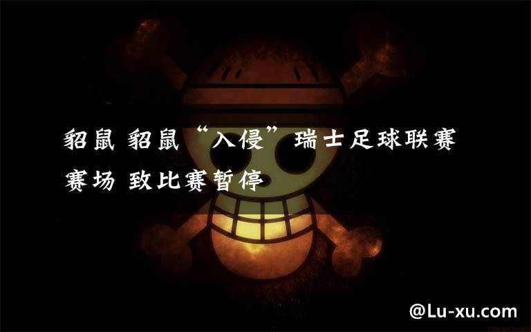 貂鼠 貂鼠“入侵”瑞士足球联赛赛场 致比赛暂停