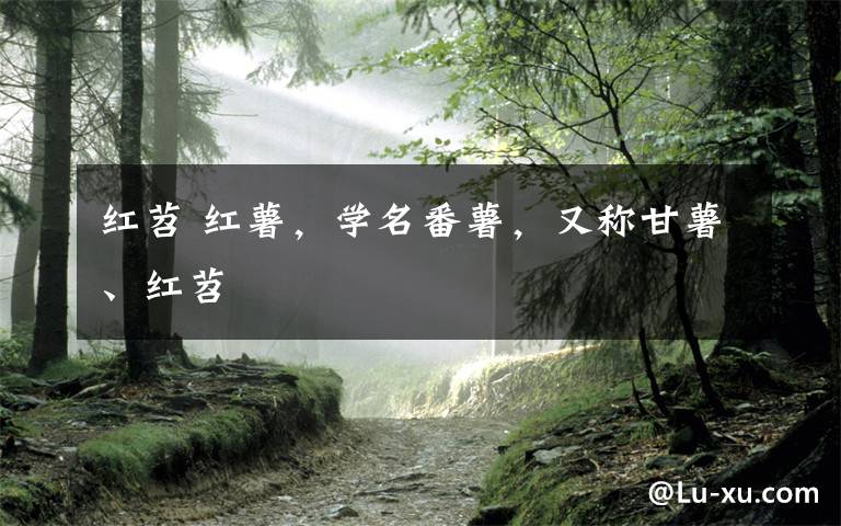 红苕 红薯,学名番薯,又称甘薯、红苕