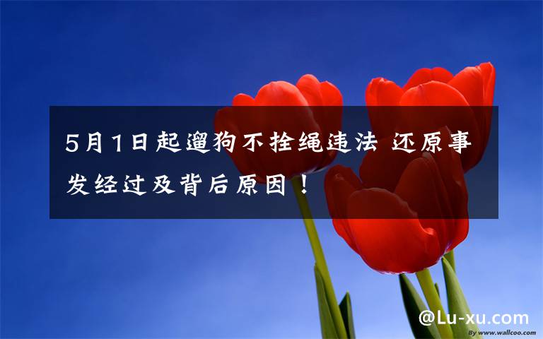 5月1日起遛狗不拴绳违法 还原事发经过及背后原因！