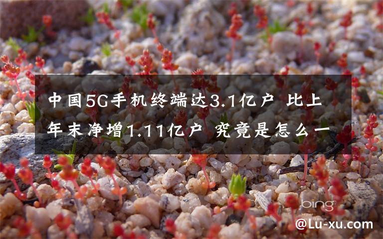 中国5G手机终端达3.1亿户 比上年末净增1.11亿户 究竟是怎么一回事?