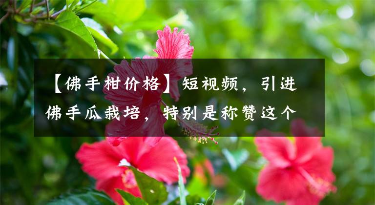 【佛手柑价格】短视频,引进佛手瓜栽培,特别是称赞这个村庄