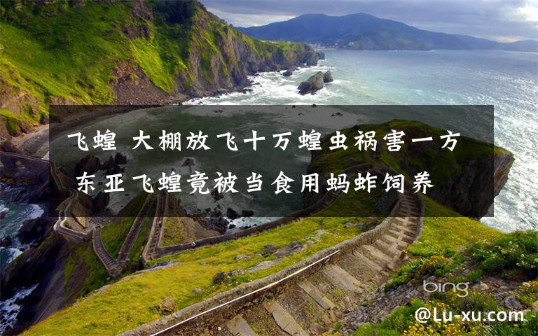 飞蝗 大棚放飞十万蝗虫祸害一方 东亚飞蝗竟被当食用蚂蚱饲养