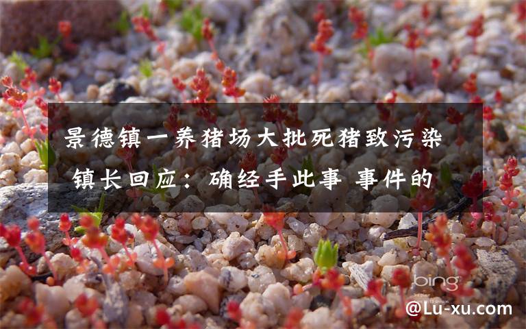 景德镇一养猪场大批死猪致污染 镇长回应:确经手此事 事件的真相是什么?