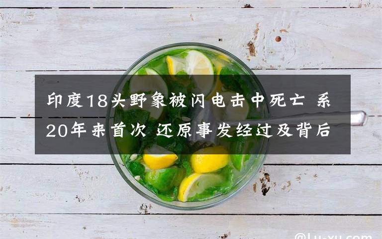印度18头野象被闪电击中死亡 系20年来首次 还原事发经过及背后原因!