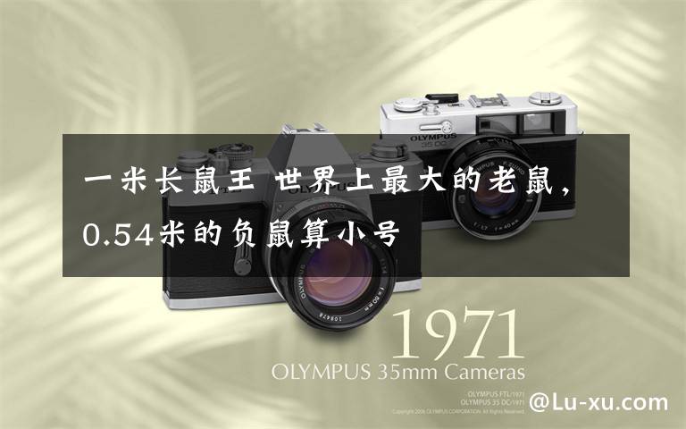 一米长鼠王 世界上最大的老鼠,0.54米的负鼠算小号