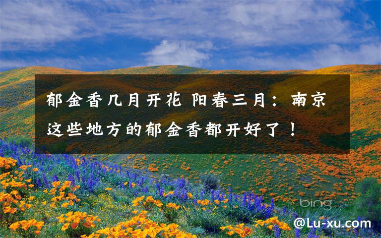 郁金香几月开花 阳春三月:南京这些地方的郁金香都开好了!